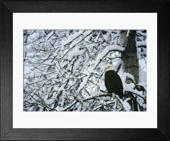 Framed Print : Bald Eagle sitting in cottonwood tree after fresh snow. Washington, Western U. S. A, winter. BE3195 Framed Print : Bald Eagle sitting in cottonwood tree after fresh snow. Washington, Western U. S. A, winter. BE3195