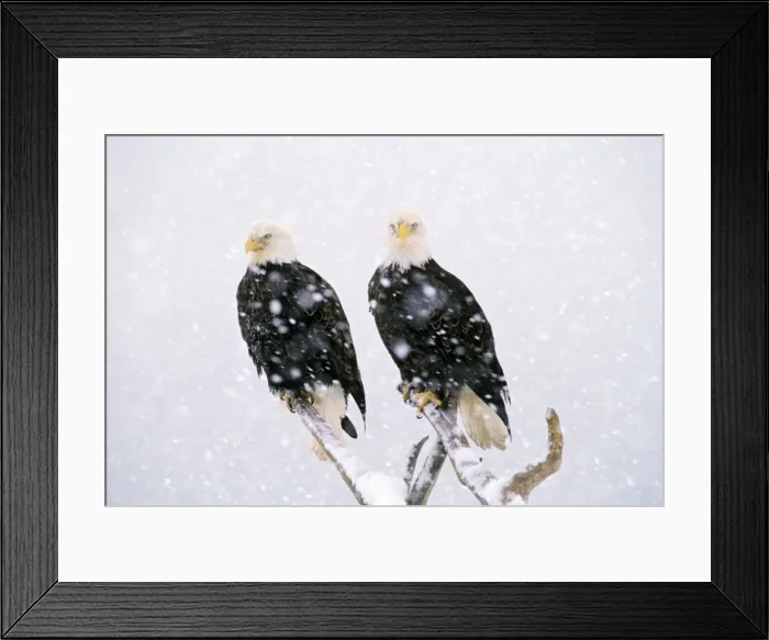 Framed Print : Bald Eagles - in heavy winter snowstorm. BE5422 Framed Print : Bald Eagles - in heavy winter snowstorm. BE5422