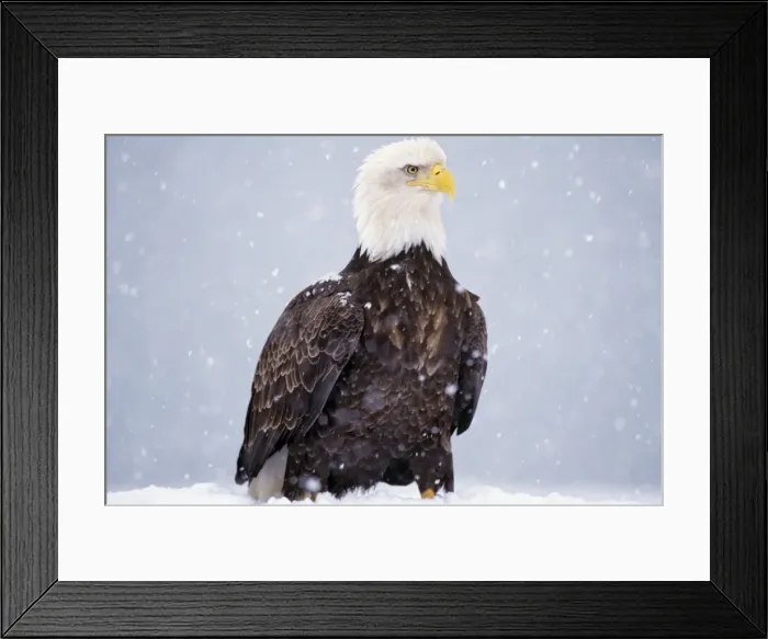 Framed Print : Bald Eagle - standing on ground during snowstorm. BE5424 Framed Print : Bald Eagle - standing on ground during snowstorm. BE5424