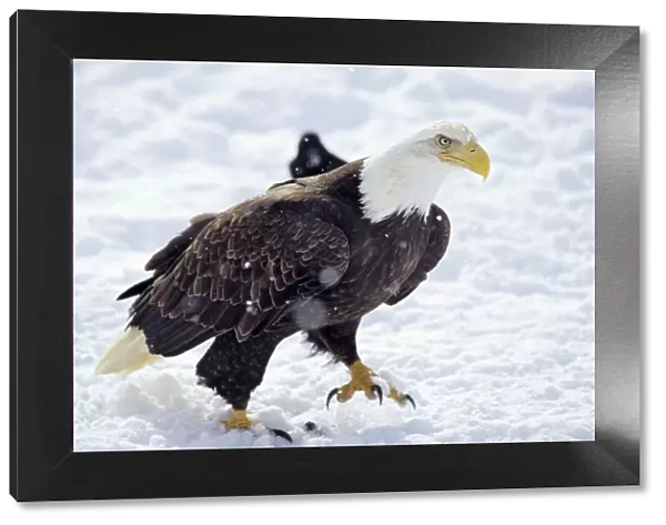 Bald Eagle - walking across snow covered ground. BE7800