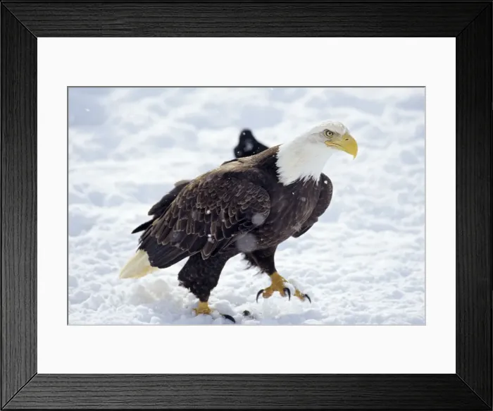 Framed Print : Bald Eagle - walking across snow covered ground. BE7800 Framed Print : Bald Eagle - walking across snow covered ground. BE7800