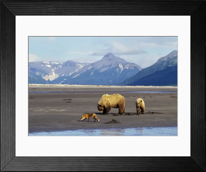 Framed Print : Grizzly Bears - Sow with yearling cub -digging razor clams on beach facing Shelikof Strait in Katmai National Park, Alaska. A red fox is looking around for scraps left by the bears. MF404 Framed Print : Grizzly Bears - Sow with yearling cub -digging razor clams on beach facing Shelikof Strait in Katmai National Park, Alaska. A red fox is looking around for scraps left by the bears. MF404