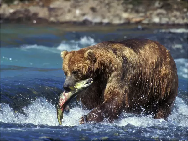 Coastal grizzly bear with salmon in mouth. Alaska MA1378