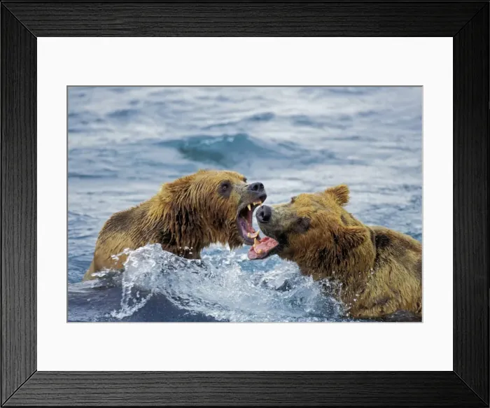 Framed Print : Coastal grizzly bear arguing over salmon fishing rights. McNeil River, Alaska. Summer. MA1321 Framed Print : Coastal grizzly bear arguing over salmon fishing rights. McNeil River, Alaska. Summer. MA1321