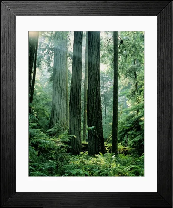 Framed Print : Douglas Fir Tree - Old Growth, Summer. Pacific Northwest, Vancouver Island, British Columbia. SX128