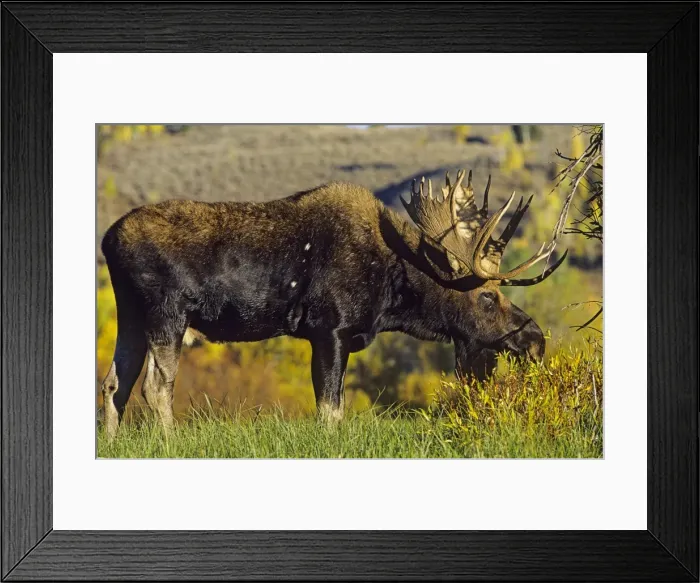 Framed Print : Alaskan Moose - bull Grand Teton National Park, Wyoming, USA. Mm222 Framed Print : Alaskan Moose - bull Grand Teton National Park, Wyoming, USA. Mm222