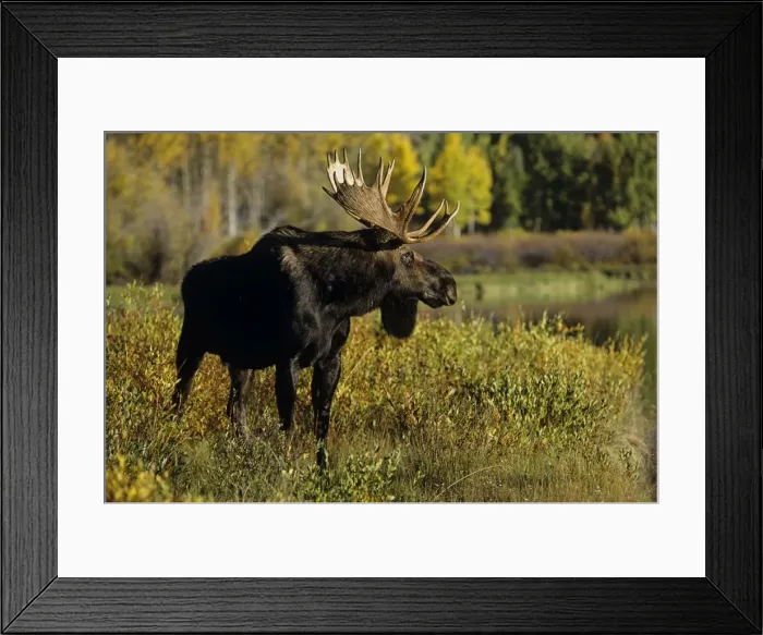 Framed Print : Alaskan Moose - bull Grand Teton National Park, Wyoming, USA. Mm225 Framed Print : Alaskan Moose - bull Grand Teton National Park, Wyoming, USA. Mm225