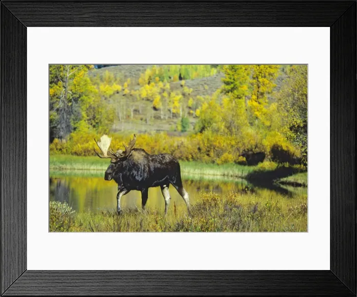 Framed Print : Alaskan Moose - bull. Note: there is a cow moose in out-of-focus background. Grand Teton National Park, Wyoming, USA. Mm233 Framed Print : Alaskan Moose - bull. Note: there is a cow moose in out-of-focus background. Grand Teton National Park, Wyoming, USA. Mm233