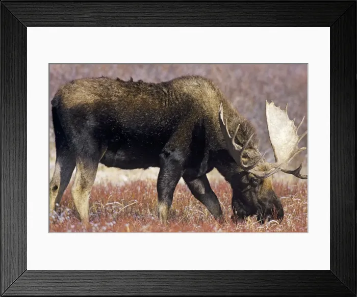 Framed Print : Alaskan Moose - bull Grand Teton National, Park Wyoming, USA. Mm301