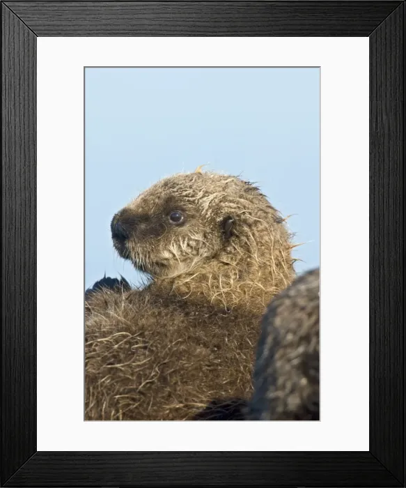 Framed Print : Sea Otter. TOM-1421. Sea Otter - pup resting against mother
