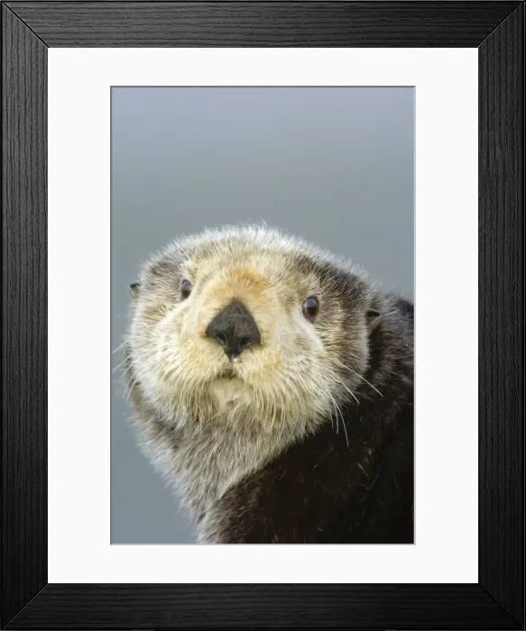 Framed Print : Sea Otter (Enhdra lutris) Framed Print : Sea Otter (Enhdra lutris)