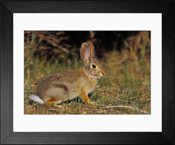 Framed Print : Eastern Cottontail Rabbit Theodore Roosevelt National Park North Dakota USA MH269 Framed Print : Eastern Cottontail Rabbit Theodore Roosevelt National Park North Dakota USA MH269