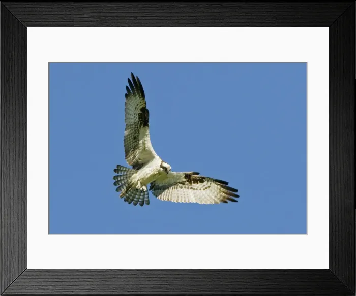 Framed Print : Osprey (Pandion halaetus) Framed Print : Osprey (Pandion halaetus)