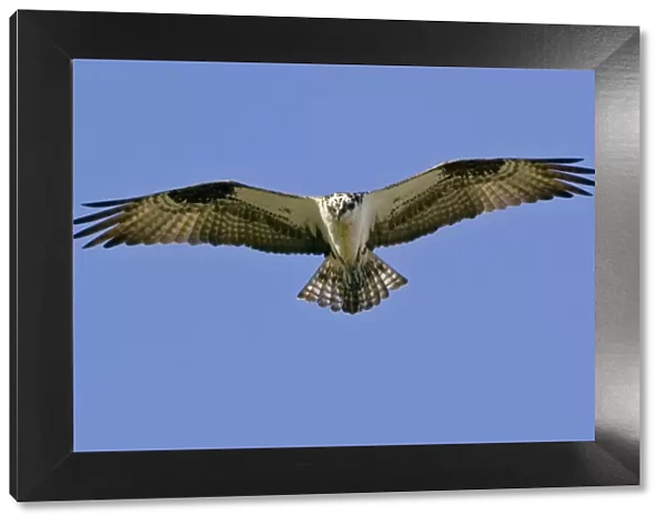 Osprey - in flight, soaring. _A2A4664