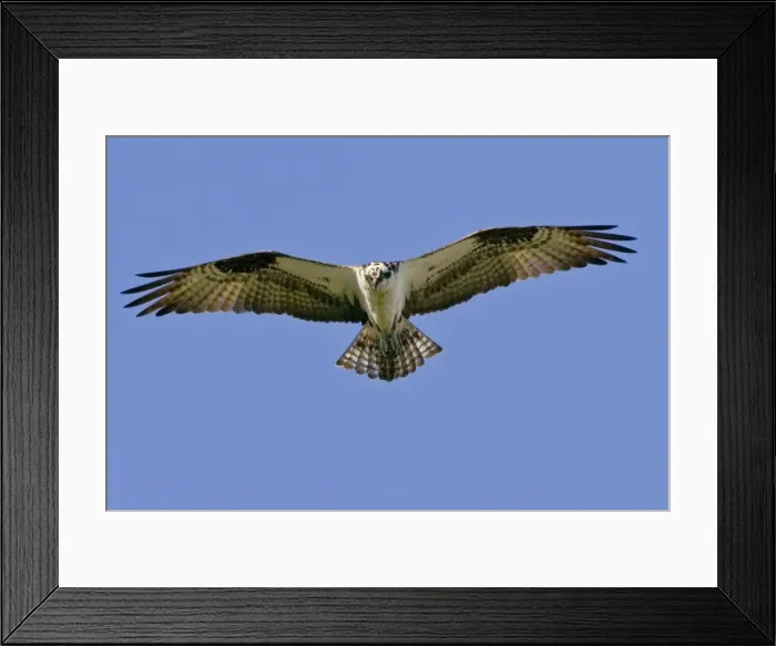 Framed Print : Osprey - in flight, soaring. _A2A4664 Framed Print : Osprey - in flight, soaring. _A2A4664