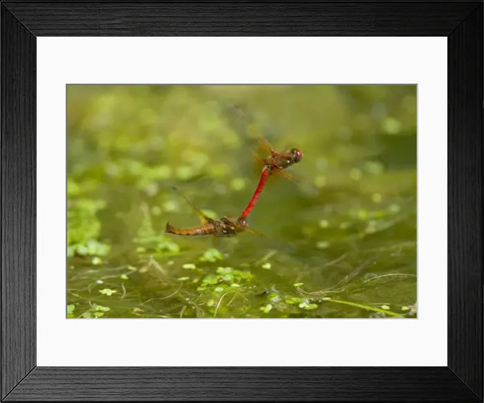 Framed Print : Cardinal Meadowhawk - male towing female during mating activities. Female is resting for a second between egg laying. Summer. Pacific Northwest. _A2A5695 Framed Print : Cardinal Meadowhawk - male towing female during mating activities. Female is resting for a second between egg laying. Summer. Pacific Northwest. _A2A5695