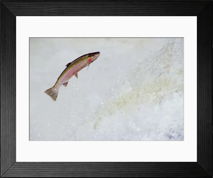 Framed Print : Rainbow Trout / Steelhead - jumping falls on Pacific Northwest river on migration to spawning bed. Steelhead are rainbow trout that have gone to the ocean for several years. Steelhead are now classified as salmon. LX227 Framed Print : Rainbow Trout / Steelhead - jumping falls on Pacific Northwest river on migration to spawning bed. Steelhead are rainbow trout that have gone to the ocean for several years. Steelhead are now classified as salmon. LX227