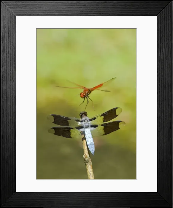 Framed Print : Dragonflies--Cardinal Meadowhawk (Sympetrum illotum) male and Common Whitetail (Libellula lydia) male Framed Print : Dragonflies--Cardinal Meadowhawk (Sympetrum illotum) male and Common Whitetail (Libellula lydia) male
