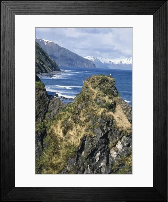 Framed Print : Bald Eagle - nest along coastal shore of Kodiak Island (Kodiak National Wildlife Refuge), Alaska. BE2419 Framed Print : Bald Eagle - nest along coastal shore of Kodiak Island (Kodiak National Wildlife Refuge), Alaska. BE2419