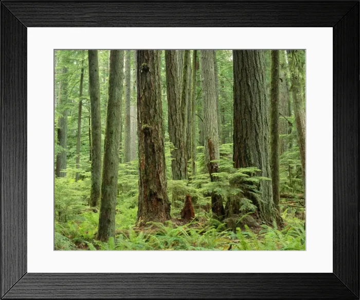 Framed Print : Douglas Fir Trees - old growth forest Western USA Framed Print : Douglas Fir Trees - old growth forest Western USA
