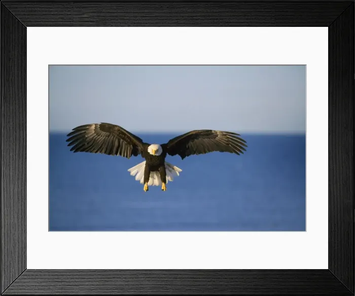 Framed Print : Bald Eagle - in flight Framed Print : Bald Eagle - in flight