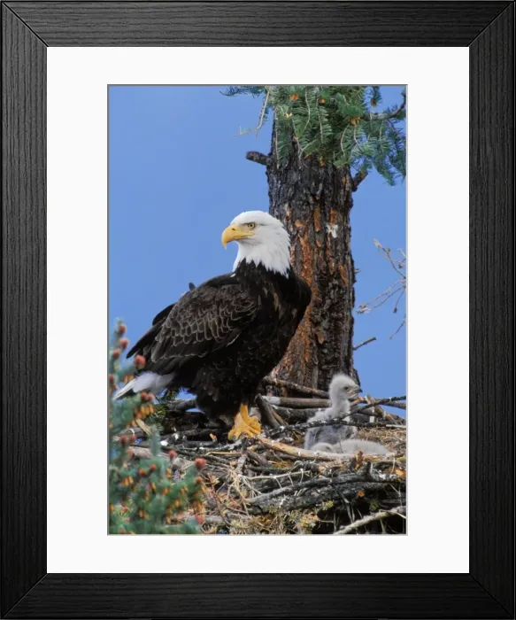Framed Print : Bald Eagle - At nest with young eaglets Framed Print : Bald Eagle - At nest with young eaglets