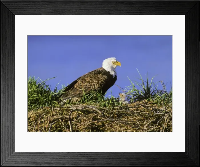 Framed Print : Bald Eagle - Mother and very young chick at nest BE921 Framed Print : Bald Eagle - Mother and very young chick at nest BE921