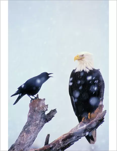 Bald Eagle - Being harassed by crow during winter snowstorm. Alaska. BE2635