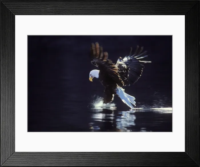 Framed Print : Bald Eagle In flight, catching fish Pacific Northwest BE2250 Framed Print : Bald Eagle In flight, catching fish Pacific Northwest BE2250
