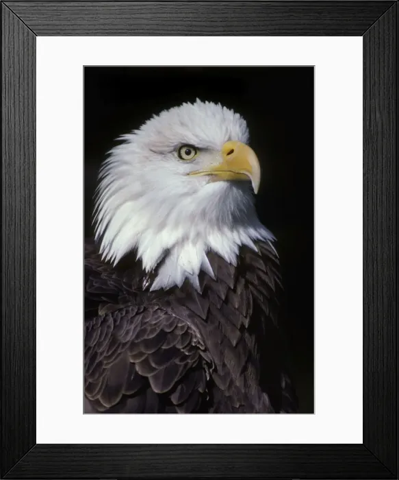 Framed Print : Bald Eagle - Close-up of head BE966 Framed Print : Bald Eagle - Close-up of head BE966