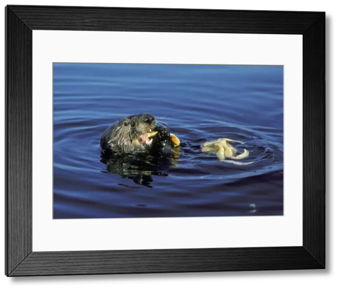 Framed Print : Sea Otter - Eating crab. Monterey Bay, California, USA Mo51 Framed Print : Sea Otter - Eating crab. Monterey Bay, California, USA Mo51