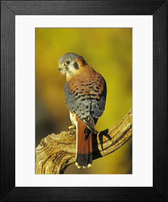 Framed Print : American Kestrel Colorado, USA b5987 Framed Print : American Kestrel Colorado, USA b5987