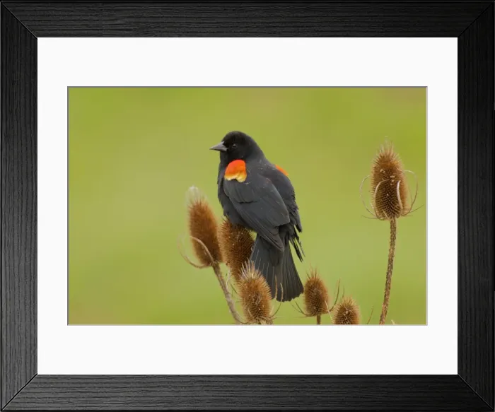 Framed Print : Red-winged Blackbird - male on teasel plant. Ridgefield National Wildlife Refuge, Washington, Pacific Northwest. Spring. tpl890 Framed Print : Red-winged Blackbird - male on teasel plant. Ridgefield National Wildlife Refuge, Washington, Pacific Northwest. Spring. tpl890