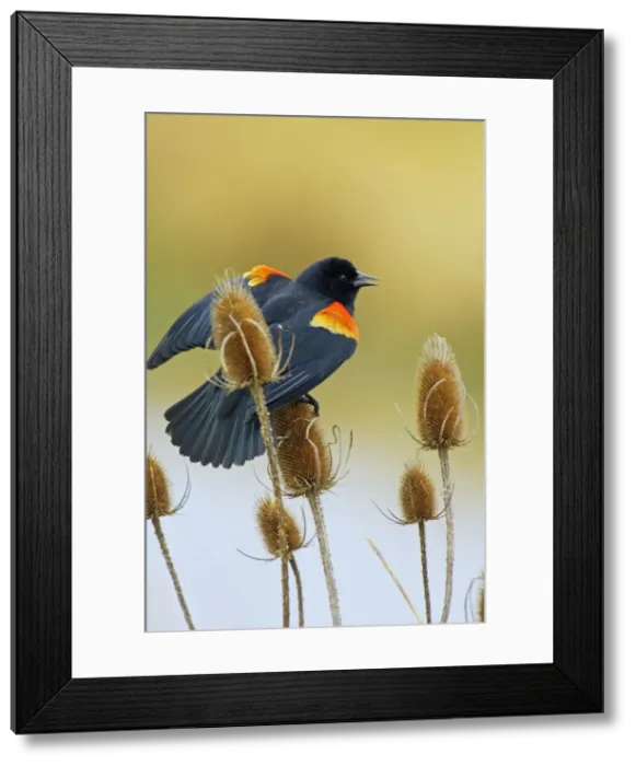 Framed Print : Red-winged Blackbird - male on teasel plant. Ridgefield National Wildlife Refuge, Washington, Pacific Northwest. Spring. tpl915 Framed Print : Red-winged Blackbird - male on teasel plant. Ridgefield National Wildlife Refuge, Washington, Pacific Northwest. Spring. tpl915