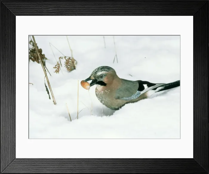 Framed Print : Jay With acorn in snow Framed Print : Jay With acorn in snow