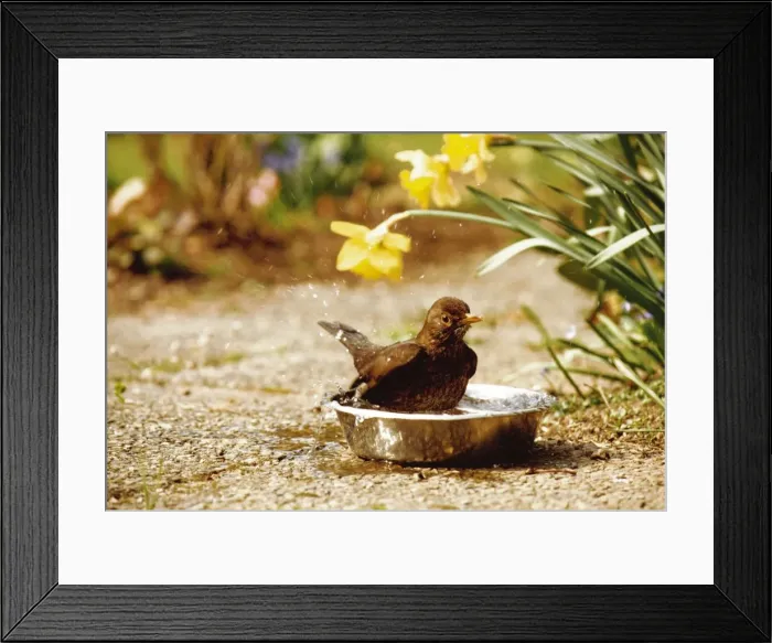 Framed Print : Blackbird - Female taking a bath in a dogs water basin Framed Print : Blackbird - Female taking a bath in a dogs water basin
