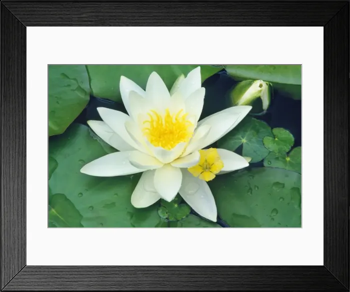 Framed Print : White Water Lily - in garden pond Framed Print : White Water Lily - in garden pond