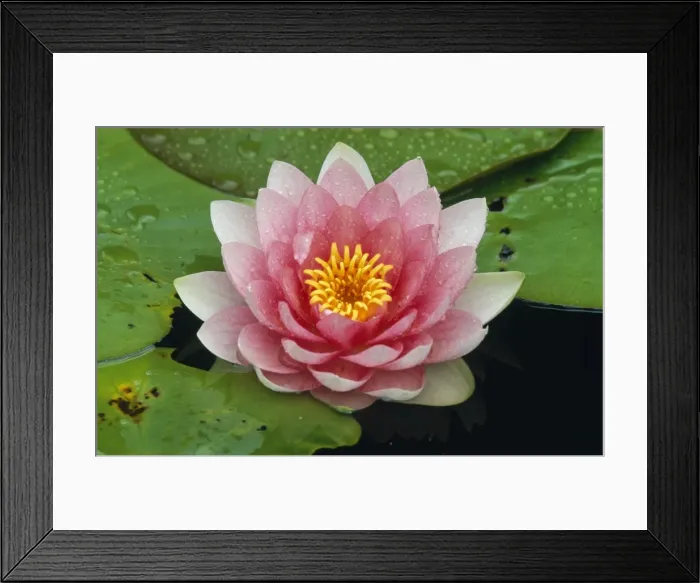Framed Print : Water Lily - in garden pond Framed Print : Water Lily - in garden pond