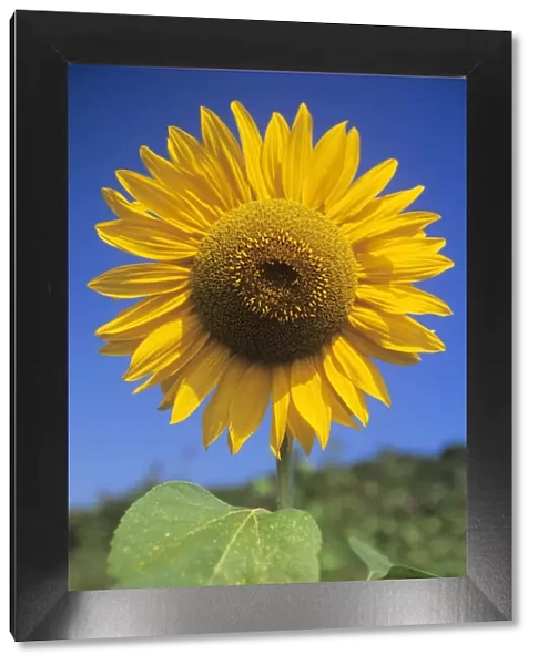 Sunflower. USH-1065. SUNFLOWER - Seeds in ripened flower head
