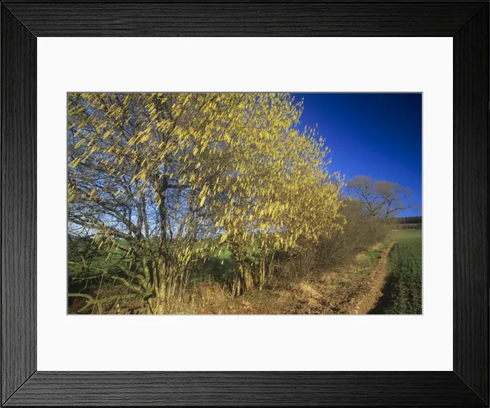 Framed Print : Common Hazel - flowering in hedge Framed Print : Common Hazel - flowering in hedge