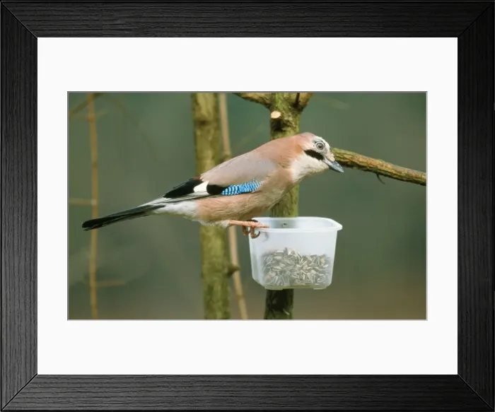 Framed Print : Jay - at bird feeder in winter Framed Print : Jay - at bird feeder in winter