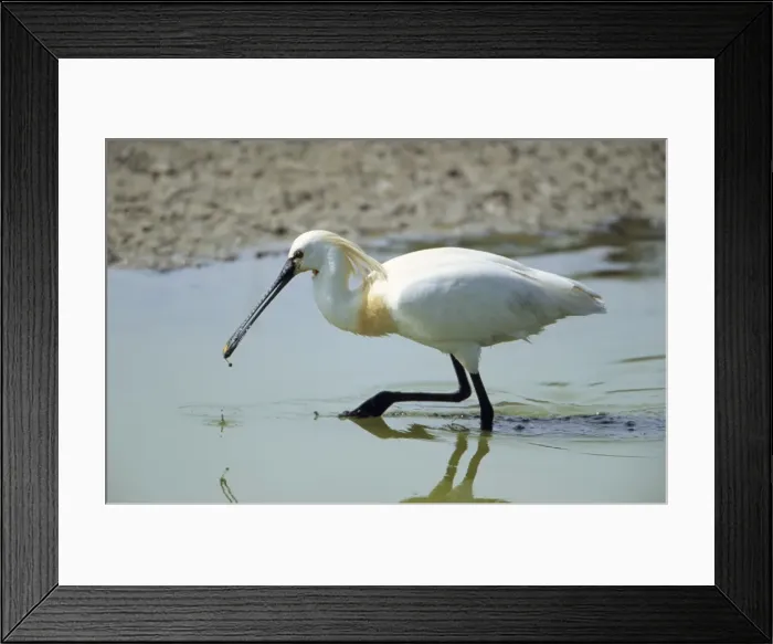 Framed Print : European Spoonbill - adult searching for food in lake Framed Print : European Spoonbill - adult searching for food in lake