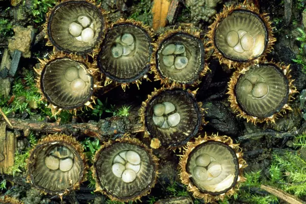 Striate Bird's-nest Fungus - growing on leaf mould in garden