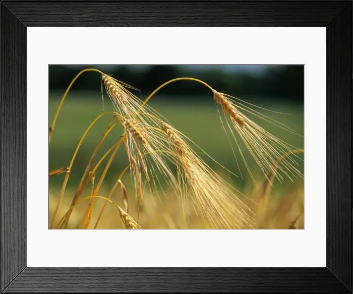 Framed Print : Cereal-Barley Framed Print : Cereal-Barley
