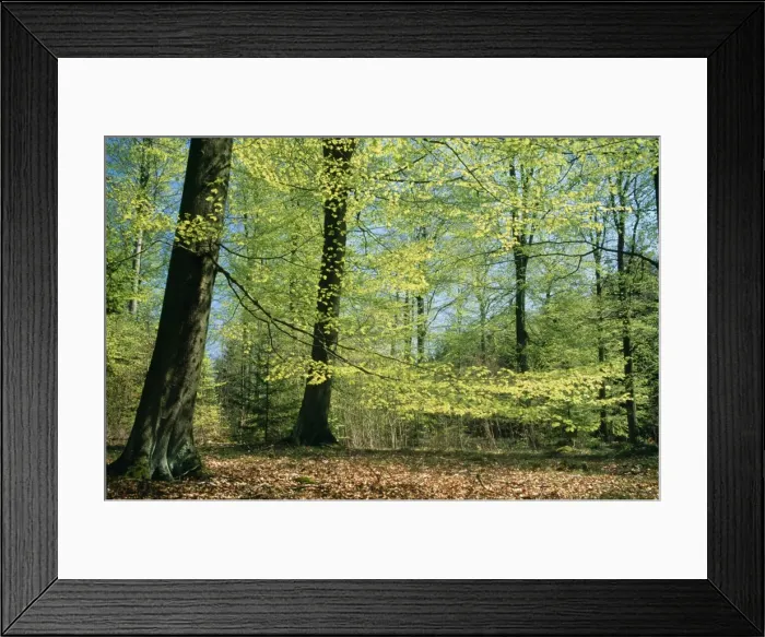 Framed Print : Beech Woodland - in spring with fresh green foliage Framed Print : Beech Woodland - in spring with fresh green foliage
