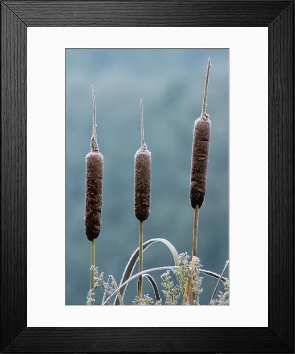 Framed Print : Reedmace / Bulrush - seed heads in winter Framed Print : Reedmace / Bulrush - seed heads in winter