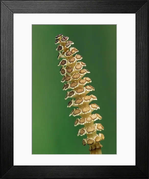 Framed Print : Giant Horsetail Framed Print : Giant Horsetail