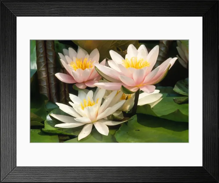 Framed Print : White water Lily - in garden pond Framed Print : White water Lily - in garden pond