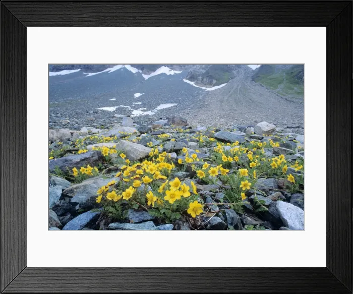 Framed Print : Creeping Avens Alpine Flower Austrian Alps Framed Print : Creeping Avens Alpine Flower Austrian Alps