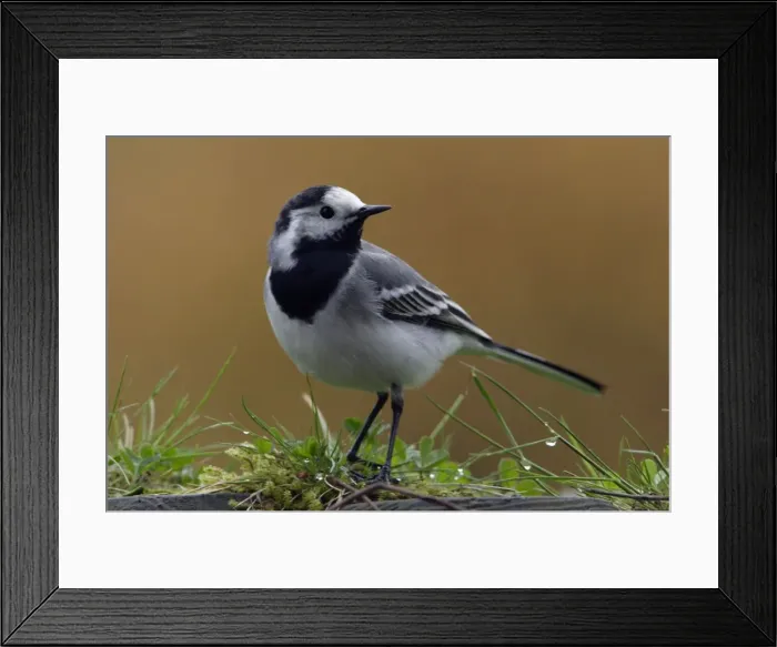 Framed Print : Pied Wagtail - European race, adult in garden Lower Saxony, Germany Framed Print : Pied Wagtail - European race, adult in garden Lower Saxony, Germany